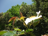 Portella_Calanna - 20110605 055.jpg